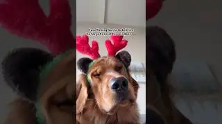 This golden reindeer has sumthin to say 🎅🏻🦌 #goldenretriever #puppy #reindeer #santa