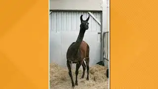 How llamas could help with antibody treatments for COVID-19 - Brooks Baptiste