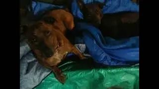 Собаки, а затем психологическая болтовня