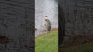Blue Heron getting balanced stands on 1 leg. #shorts