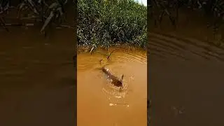 Best Snakehead Fishing on the Boat | Fishing Tricks | Fishing Technology #shorts [#1206]