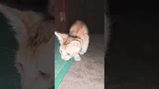 Cutest kitten Moments #kitten #cat #catvideos #cute #funnycat #shots #funnyanimal #cutecats