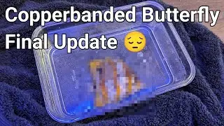 Copperbanded Butterflyfish Final Update (It's Not Good)