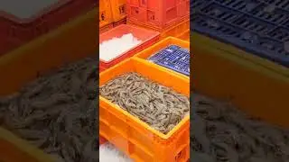 amazing Shrimp 🦐🦐 harvesting and packaging for export #shrimps #fisherman #harvesting#shorts