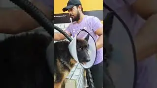 sk pet's service #funnyanimals #petcenter #petcareprovider #pets #cute #bestpetsupplies #love
