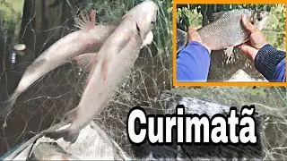 Pescaria de Curimatã nas margens do rio purus AMAZONAS🏞️ [ A FARTURA CONTINUA]  muito peixe 🐠🐟