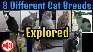 8 Different cat breeds, Cat video
