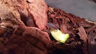 Porcellio scaber 