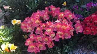 Długo kwitnąca bylina - Alstroemeria - ,Valley girl&rsquo;