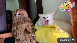 Fox Tiffany came to the owl Sonya. Лиса Тиффани пришла к сове Соне.