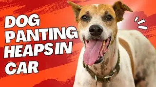why dogs PANT during car rides (wow)