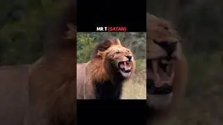 5 Lions Who Could Beat Scarface 1v1 🦁 | King vs King #shorts  #viral