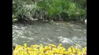 Coldwater Duck Race 2012_0001.wmv