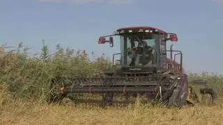 Самоходная косилка MacDon на уборке риса