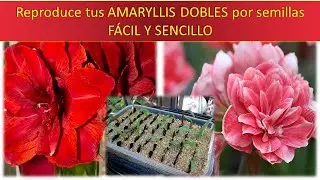 Reproduce tus amaryllis dobles por semillas, F&Aacute;CIL Y SENCILLO
