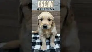 5 Week Old Puppies. #joy #dog #puppies #happy #smile #humor #laughter #love #goldenretriever #puppy