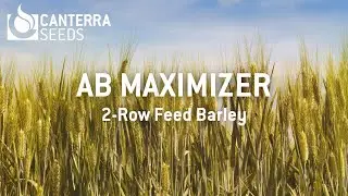 AB Maximizer - 2-Row Feed Barley in North Central Alberta
