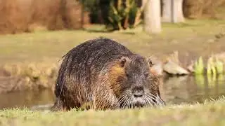 COYPUS RIVER RAT FEEDS 🆘 #riverrat Eating In his natural environment -can u complain ? #natures best