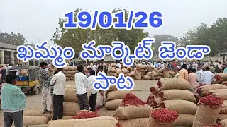 KHAMMAM MIRCHI TOTAL UPDATE #chiliseeds #mirchi #tsfarmers #agriculture 19/01
