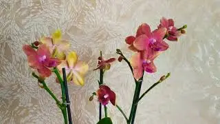 Phal. Bronze Buddha. Мой новый фаленопсис Бронзовый Будда. #phalaenopsis #orchids #орхидеидома