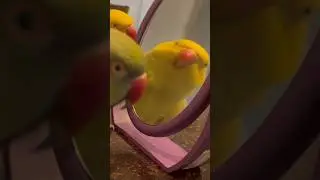 Smooth brain girl 🧠 #smoothbrain #funnyanimals #cuteanimals #talkingparrot #parrot #irn