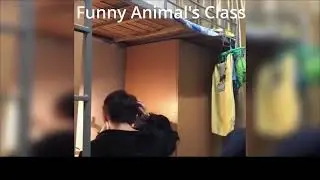 Top&Best Funny Animals Videos #2022