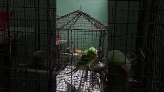 Sita's mix videos is live! cute parrot voice 🥰❤️#viral#shorts#live#shortsfeed
