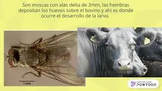 LYPEROSIA IRRITANS O HAEMATOBIA IRRITANS
