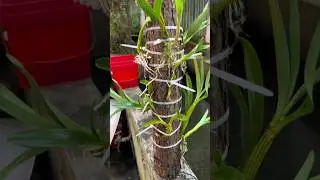 wonderful techniques for learning grafting dendrobium on wood #garden  #orchid