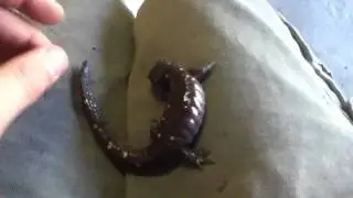 Cornsnake33 contest entry