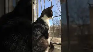 #new #постой #можноястобой #котики #dailyvlog #howto