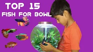 Top 15 Fish for Bowl without filter in details | Small fish for bowl | Best fish for bowl