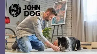 Jak nauczyć psa sztuczki CZOŁGANIE – TRENING PSA – John Dog