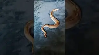 Snake glides on soft blanket