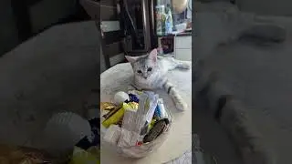 Тебе так удобно лежать???😺🙀🙀😸😻 #безкотаижизньнета