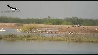 Wetlands- A Birdwatcher's Paradise | Blackbuck Safari Lodge