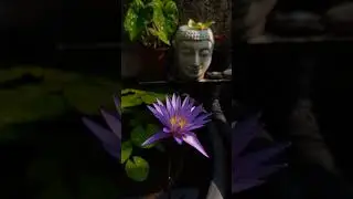 #terracegardenindia #waterlilypond #gardentours #gardenvlogs