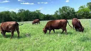 Top meadow move garden start 20240511 #cow #regenerativefarming