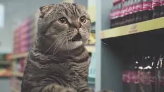 netto katzen