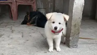 Dog related videos.    German shaped video .Pomeranian video.      Shorts.   Long video