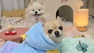 유기견보호소에 겨울 물품 보냈어요🤍 #강아지 #유기견보호소 #dogvlog 