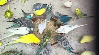 Our Aviary Most Angry Birds Fighting For Afternoon Diet Treat Loud Sound's & Gossips