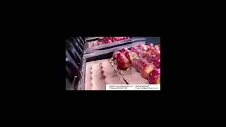 Apple fruit packaging line # Fruit automatic packaging machine # Automation equipment #Belt Conveyor