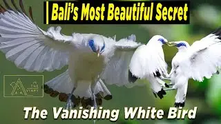 Bali's Endangered Gem: The Stunning Bali Starling
