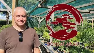 PATRICK BOSELLI - BONSAÏ ARAKI 2022