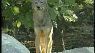 Gunshot Mortality a Problem for Red Wolves