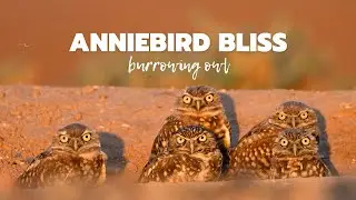 All Eyes on Deck! Burrowing Owl Burrow