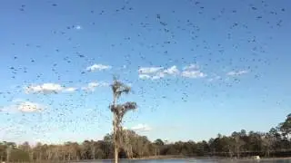 Over 10,000 Ducks in South Georgia. Unbelievable!