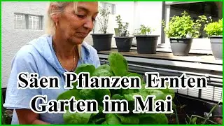 Gem&uuml;segarten im Mai | s&auml;en pflanzen ernten | Hochbeet bepflanzen