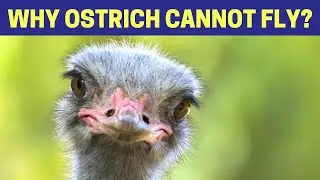 Why Ostrich Cannot Fly | Why Cant Ostrich Fly | Why Cant Ostriches Fly